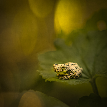 Entry image for Copes Gray Tree Frog . Clicking this image will show a larger photo