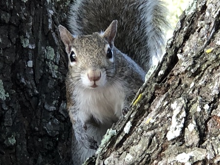 Entry image for Jugemental Squirrel. Clicking this image will show a larger photo