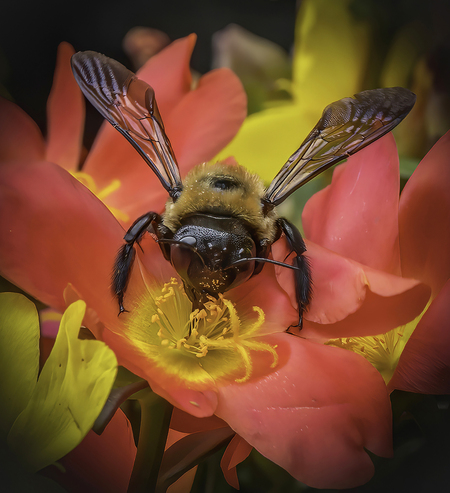 Entry image for PollenFace. Clicking this image will show a larger photo