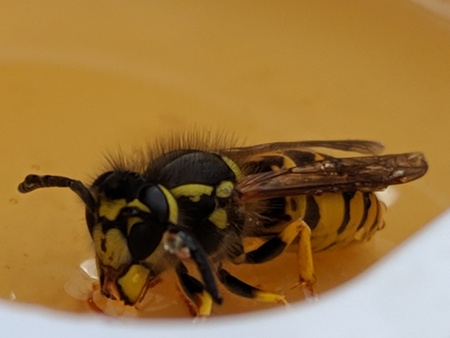 Entry image for Hungry. Clicking this image will show a larger photo