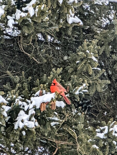 Entry image for Cardinal in the snow . Clicking this image will show a larger photo