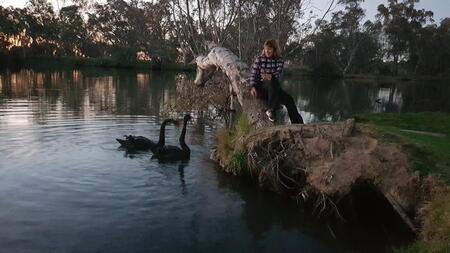 Entry image for Mother swan. Clicking this image will show a larger photo