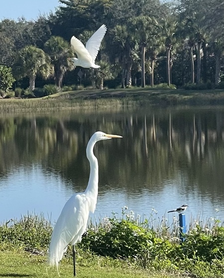 Entry image for Triple beauty. Clicking this image will show a larger photo