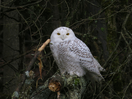 Entry image for April Fowls Bring Snowy Owls. Clicking this image will show a larger photo