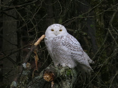 April Fowls Bring Snowy Owls