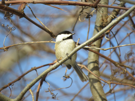 Entry image for Small Feathered Friend. Clicking this image will show a larger photo
