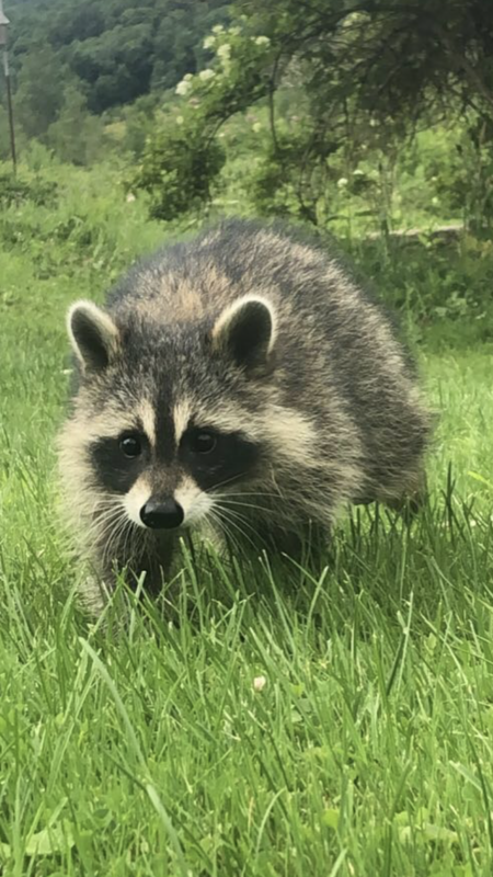 Entry image for Baby raccoon . Clicking this image will show a larger photo