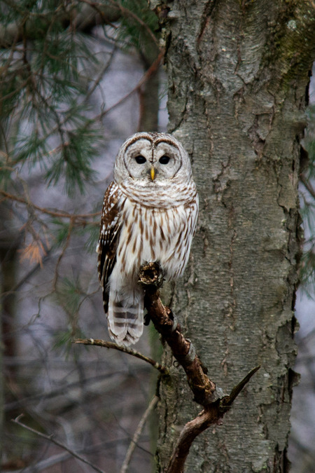 Entry image for "There Is Wisdom In Silence". Clicking this image will show a larger photo