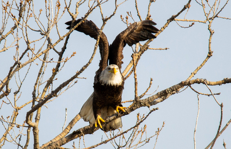 Entry image for "Taking Flight". Clicking this image will show a larger photo