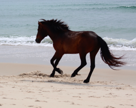 Entry image for Wild and Free . Clicking this image will show a larger photo