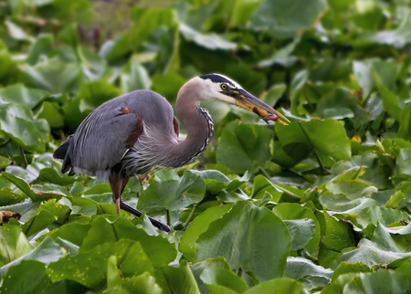 Entry image for The Heron of Cheney Swamp. Clicking this image will show a larger photo