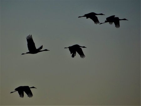Entry image for Sandhill Cranes. Clicking this image will show a larger photo