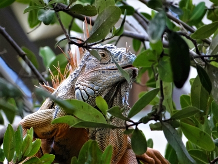 Entry image for Iguana, South of the Border. Clicking this image will show a larger photo