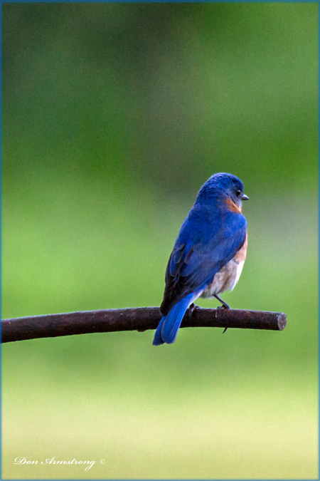 Entry image for Blue Beauty. Clicking this image will show a larger photo