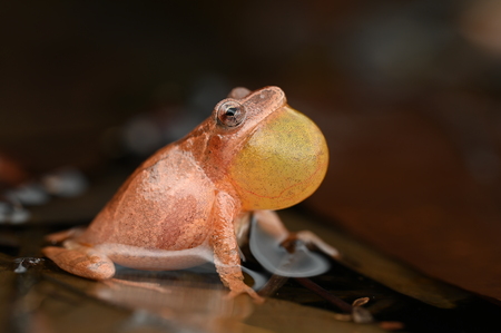 Spring Peeper