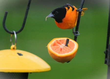 Entry image for Got Oranges?. Clicking this image will show a larger photo