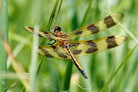 Entry image for A Drangonfly. Clicking this image will show a larger photo