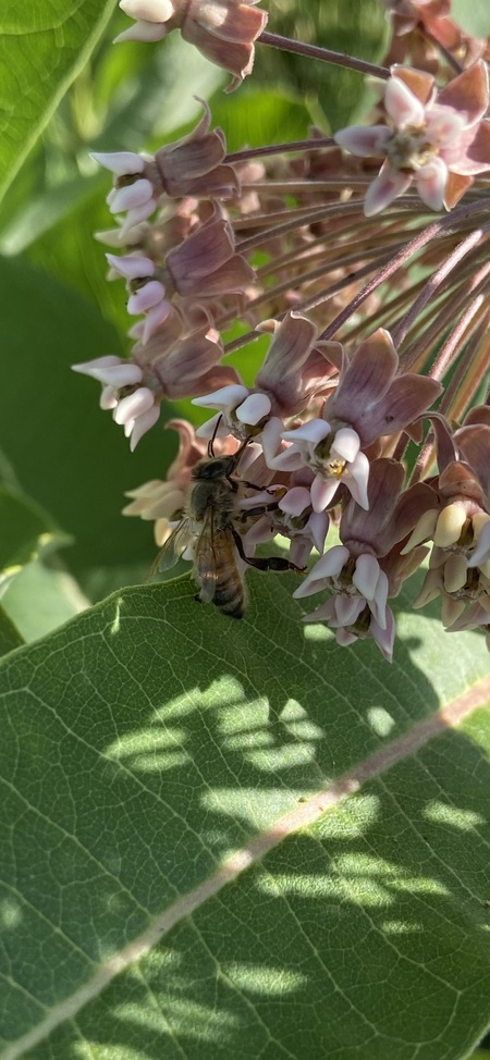Honeybee and milkweed 