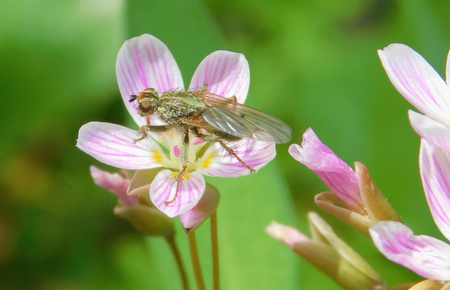 Entry image for Beauty and the Beast. Clicking this image will show a larger photo
