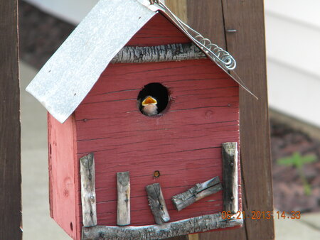 Entry image for hungry baby. Clicking this image will show a larger photo