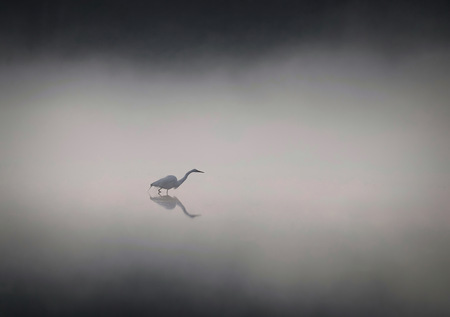 Entry image for Fishing in fog. Clicking this image will show a larger photo