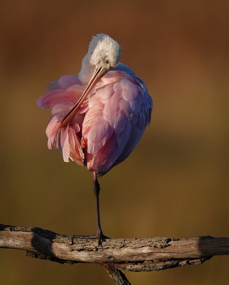 Entry image for Roseate spoonbill. Clicking this image will show a larger photo