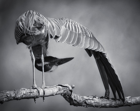 Entry image for Downward night heron. Clicking this image will show a larger photo