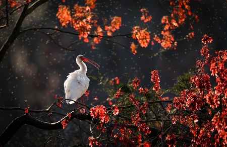Entry image for The Japanese Maple Garden . Clicking this image will show a larger photo