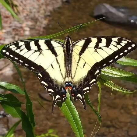 Entry image for Pale Swallow Tail. Clicking this image will show a larger photo