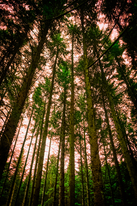 Entry image for Forest. Clicking this image will show a larger photo