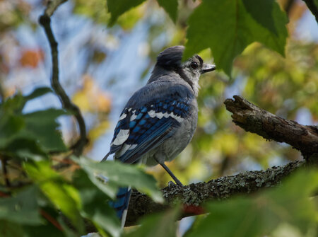 Entry image for Blue Jay in tree. Clicking this image will show a larger photo