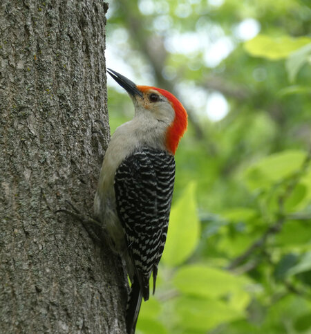 Red Bellied Woodpecker looking for food
