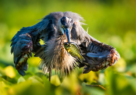 Entry image for Spear Fishing. Clicking this image will show a larger photo