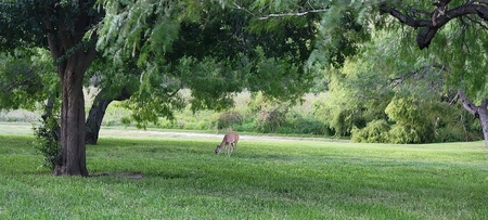 Entry image for Doe Grazing in the backyard close to the wildlife area in South Texas . Clicking this image will show a larger photo