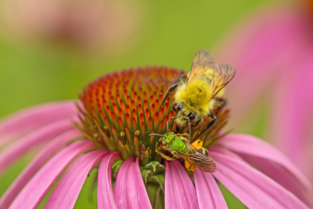 Entry image for Jockeying for Position. Clicking this image will show a larger photo