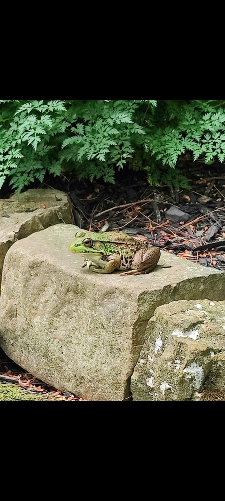 Entry image for Frog. Clicking this image will show a larger photo