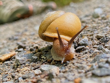 Entry image for Snail Trail on the North Country Trail. Clicking this image will show a larger photo