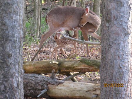 Entry image for Mother Love. Clicking this image will show a larger photo