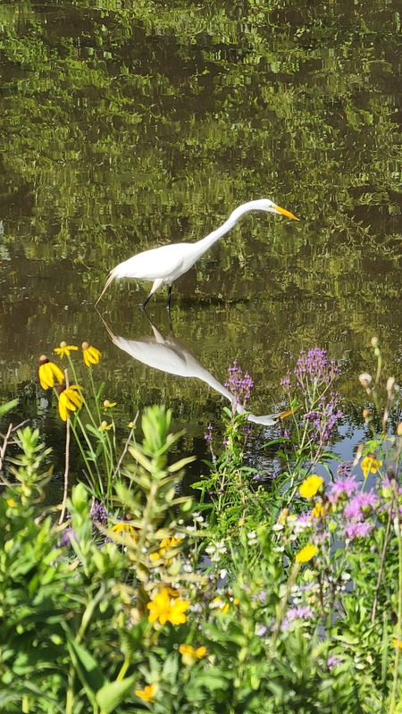 Egret in Grayslake pond