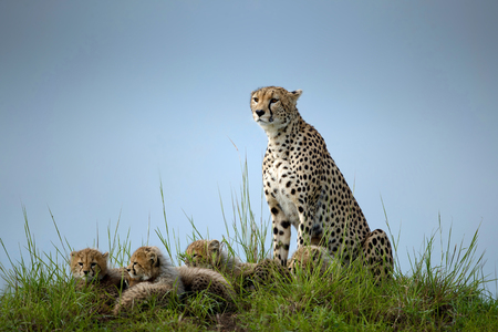 Cheetah with cubs