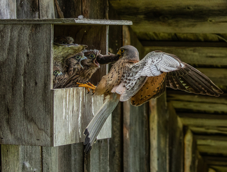 Entry image for Who is next?. Clicking this image will show a larger photo