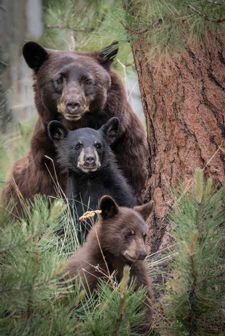 Family Portrait