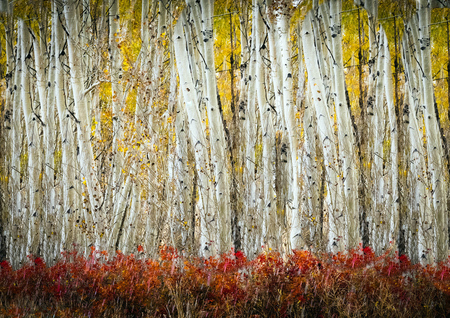 Entry image for Fall Colors. Clicking this image will show a larger photo