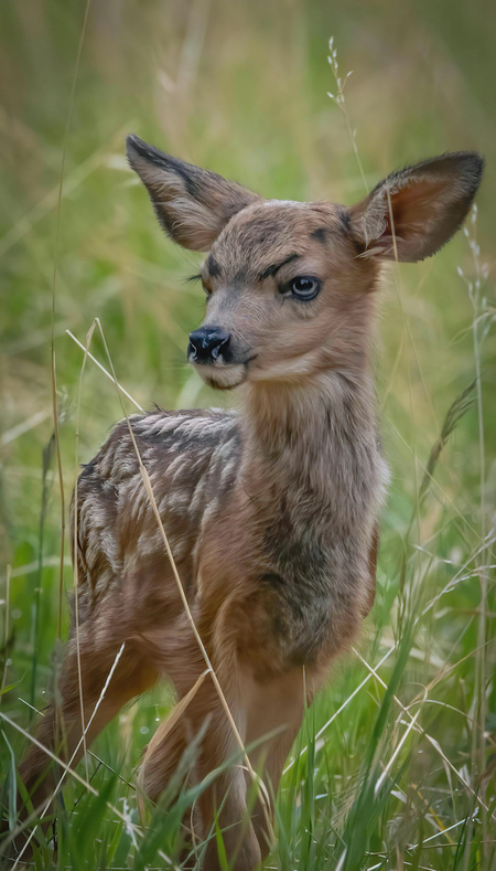 Entry image for Newborn. Clicking this image will show a larger photo
