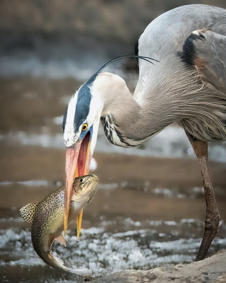 Entry image for Eye to Eye. Clicking this image will show a larger photo