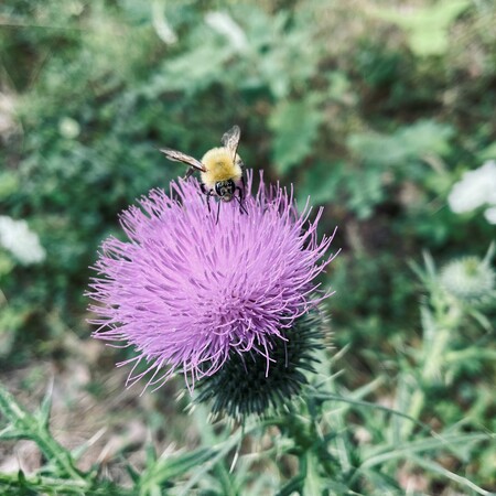 Bee on Thistle