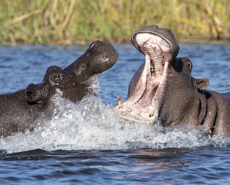 River Horses