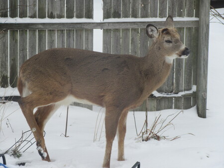 deer in side yard