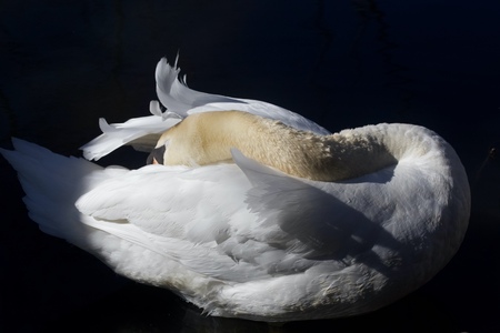 Mute Swan