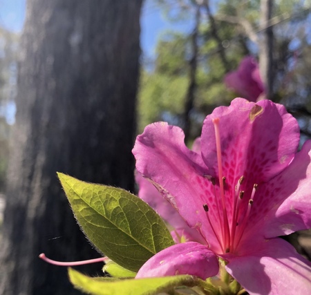 Pretty in Pink 